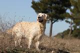 GOLDEN RETRIEVER 597